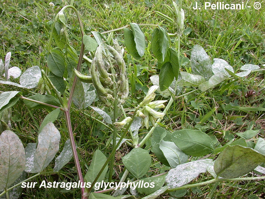 Erysiphe astragali (Microsphaera astragali)