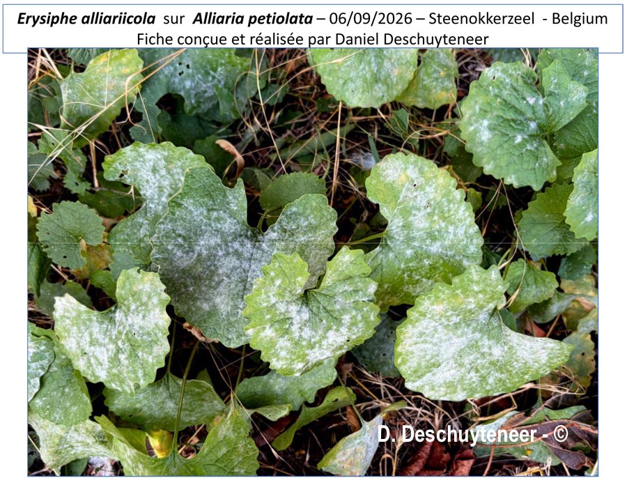 Erysiphe alliariicola