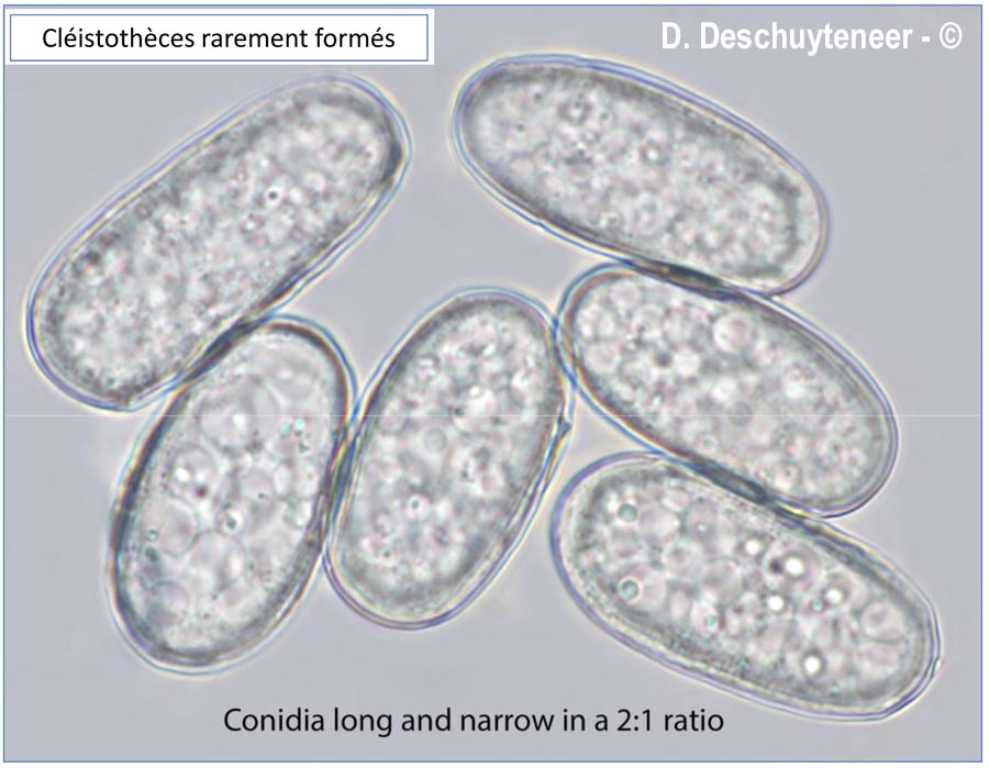 Erysiphe alliariicola