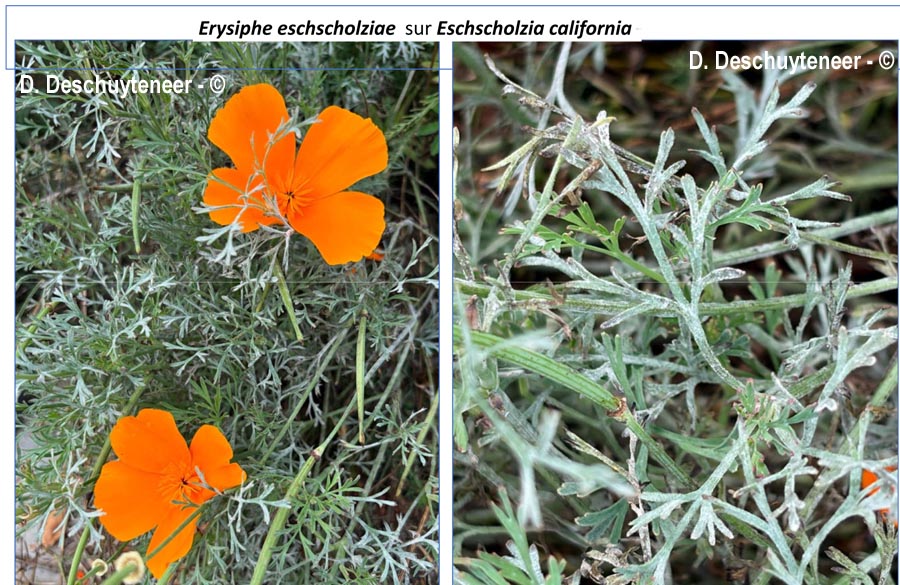 Erysiphe eschscholziae