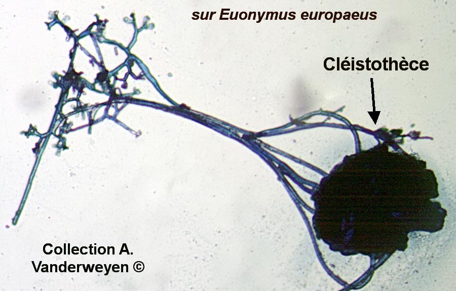 Erysiphe euonymi