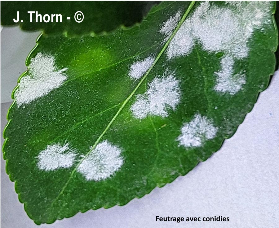 Erysiphe euonymicola