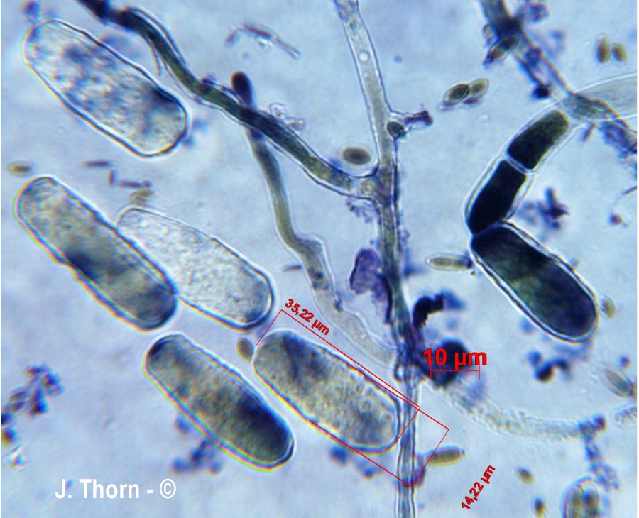 Erysiphe euonymicola