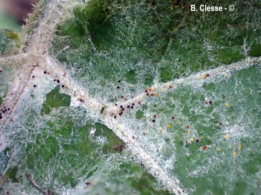 Erysiphe heraclei