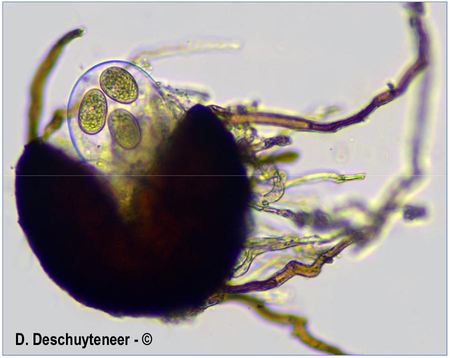 Erysiphe hortensiae