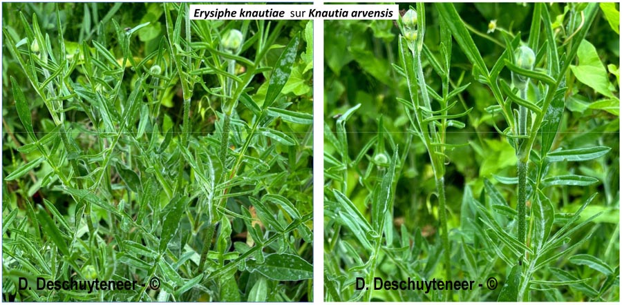 Erysiphe knautiae