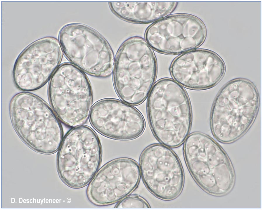 Erysiphe knautiae