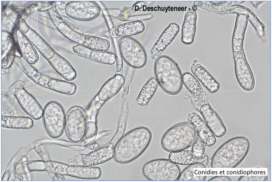 Erysiphe knautiae