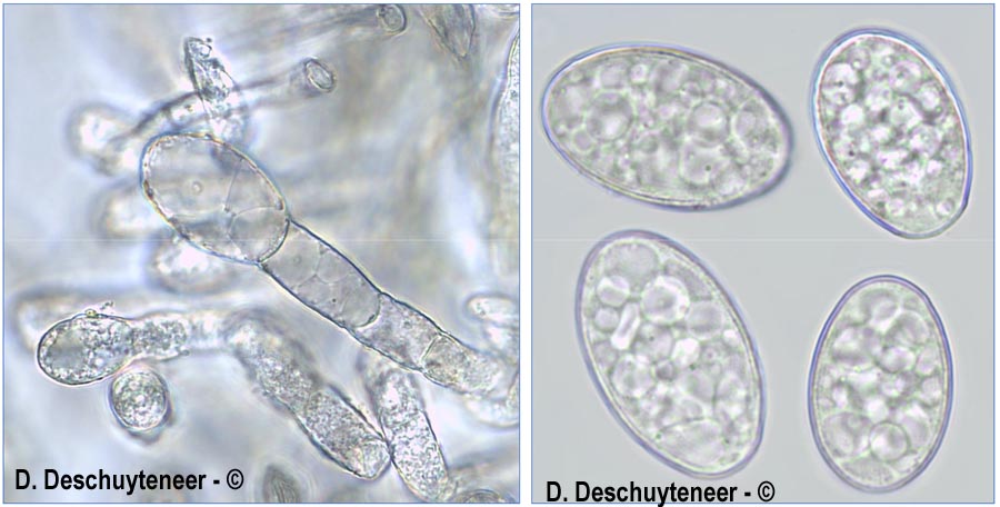 Erysiphe knautiae