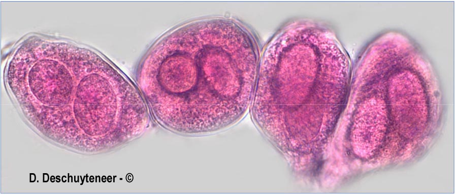Erysiphe montagnei