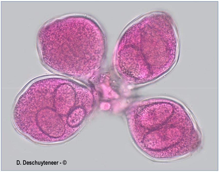 Erysiphe montagnei