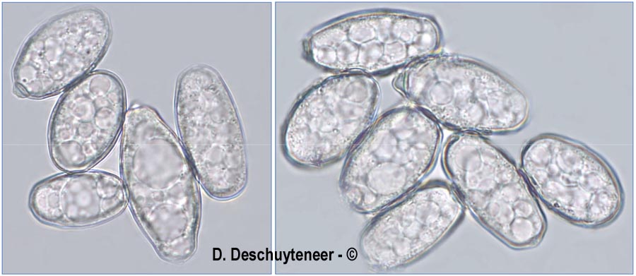 Erysiphe montagnei