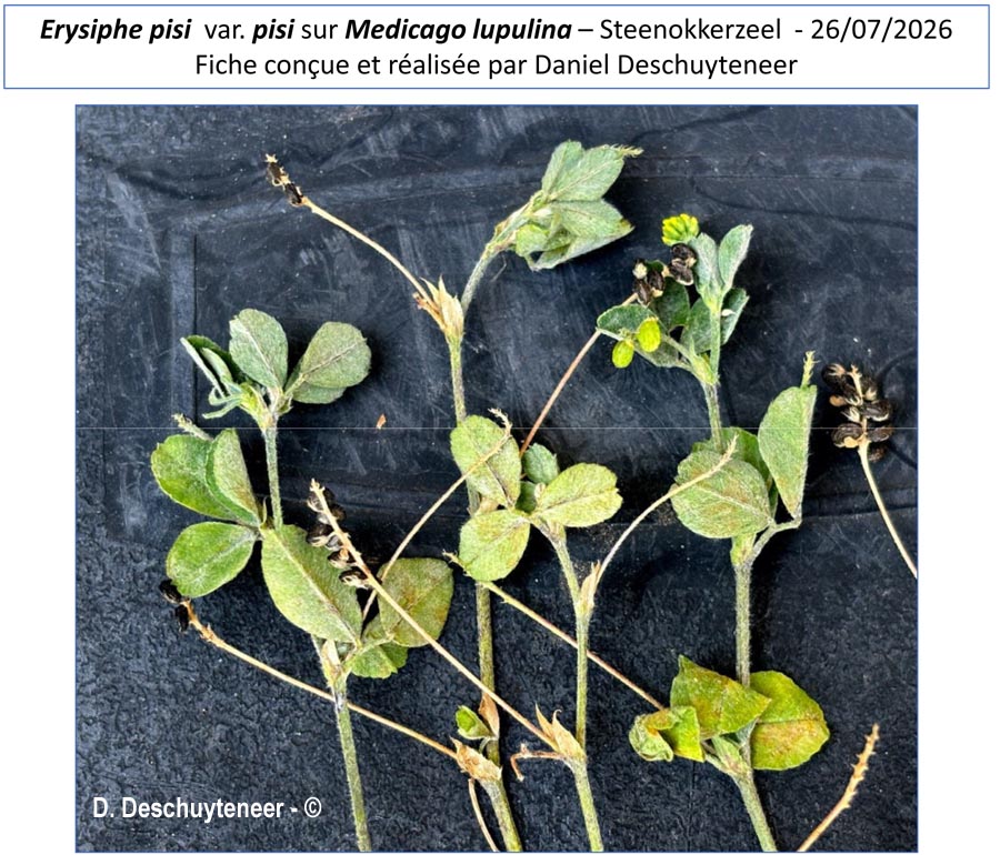 Erysiphe pisi var. pisi