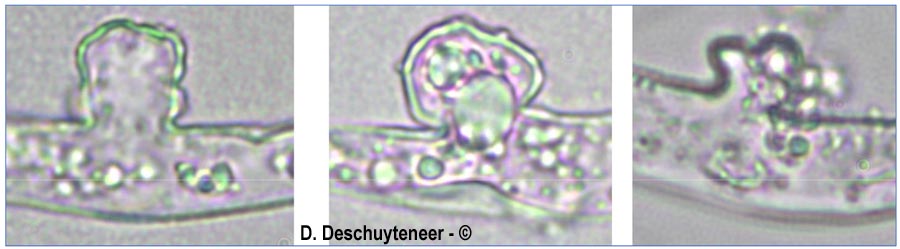Erysiphe pisi var. pisi
