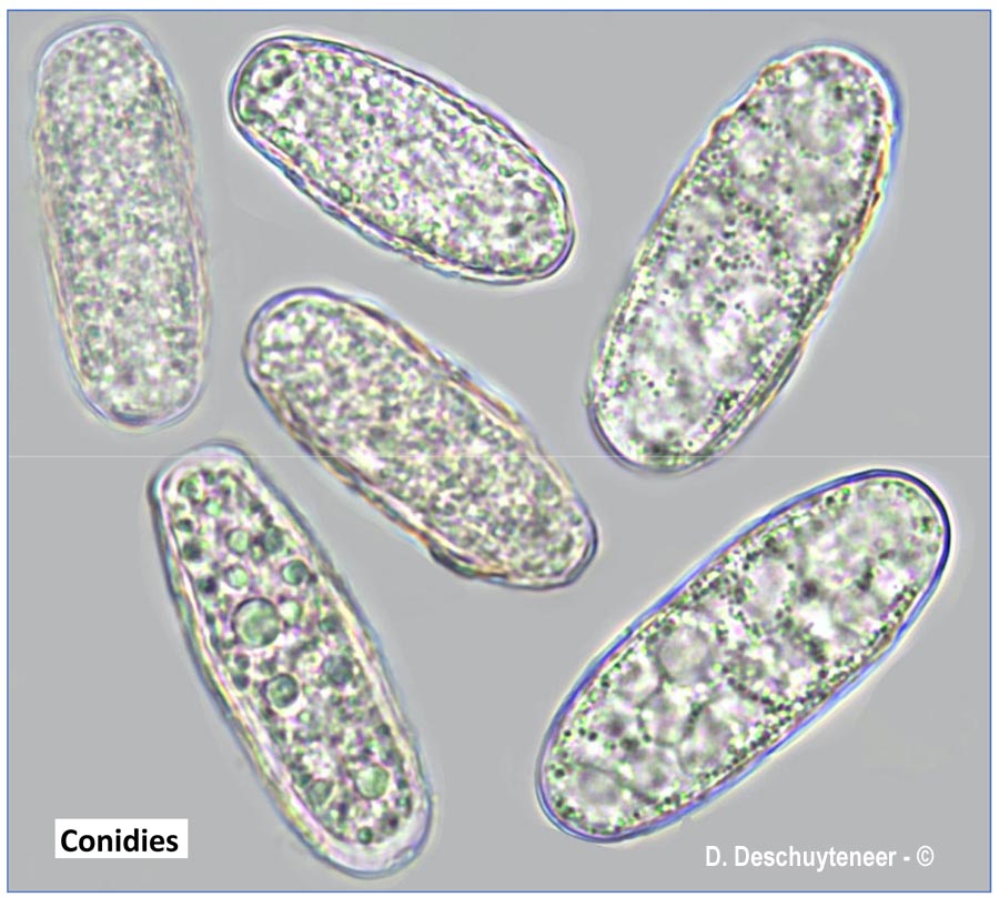 Erysiphe pisi var. pisi