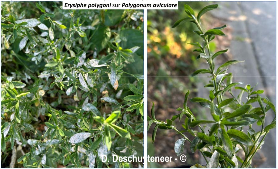 Erysiphe polygoni