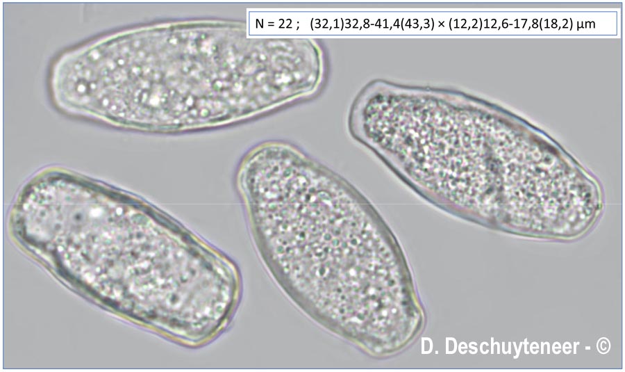 Erysiphe polygoni
