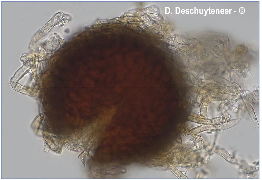 Erysiphe polygoni