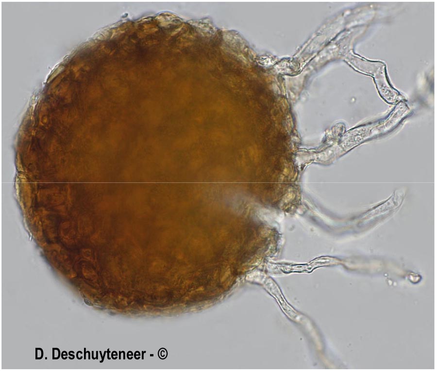 Erysiphe polygoni