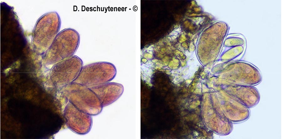 Erysiphe polygoni
