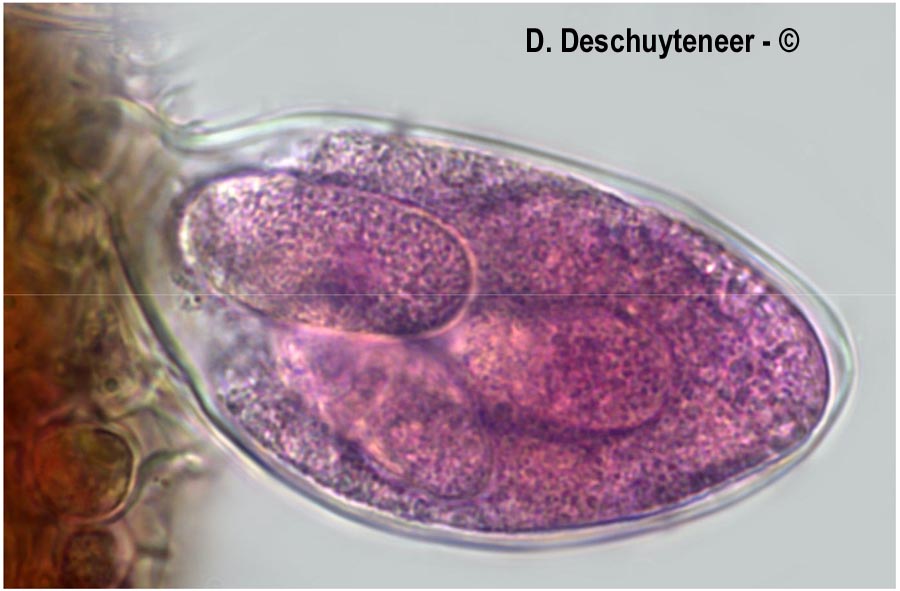 Erysiphe polygoni
