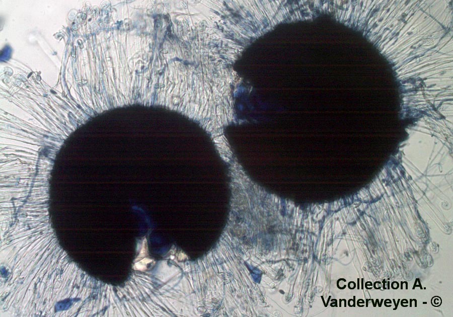 Erysiphe pseudoregularis