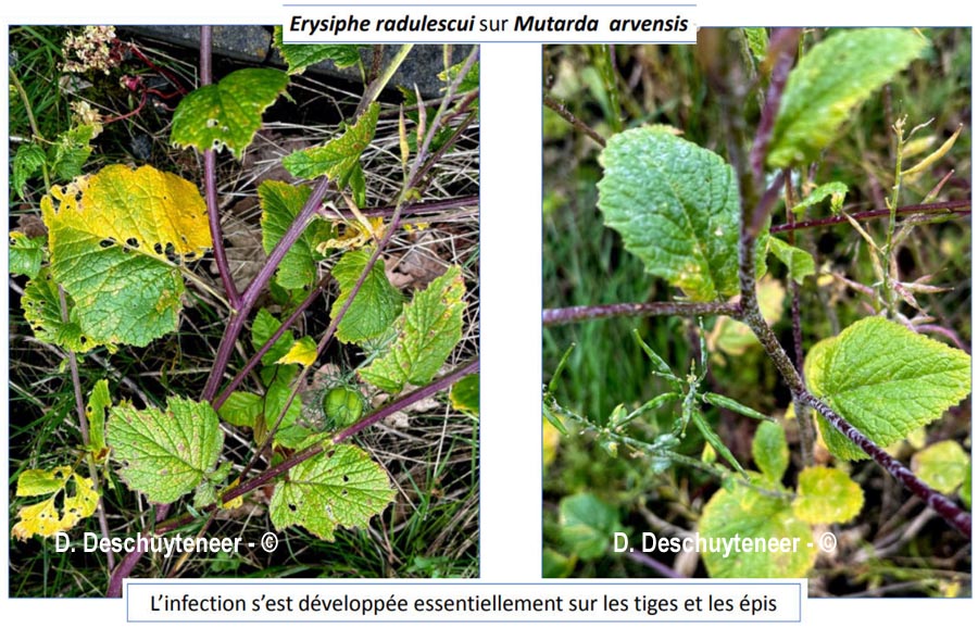 Erysiphe radulescui