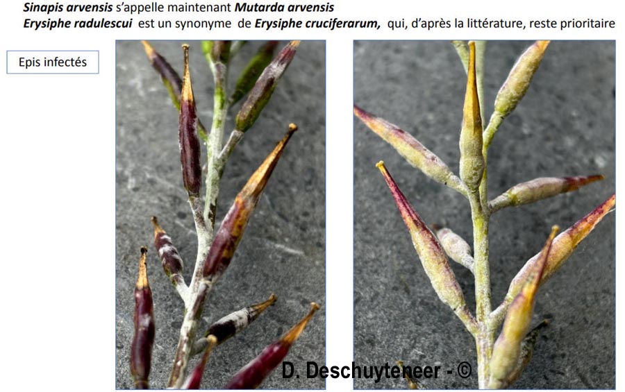 Erysiphe radulescui