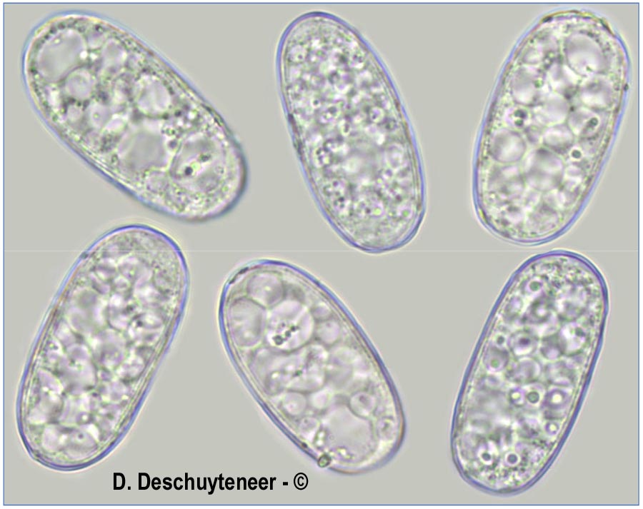 Erysiphe radulescui