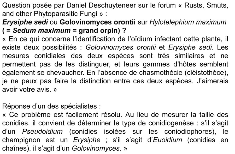 Erysiphe sedi