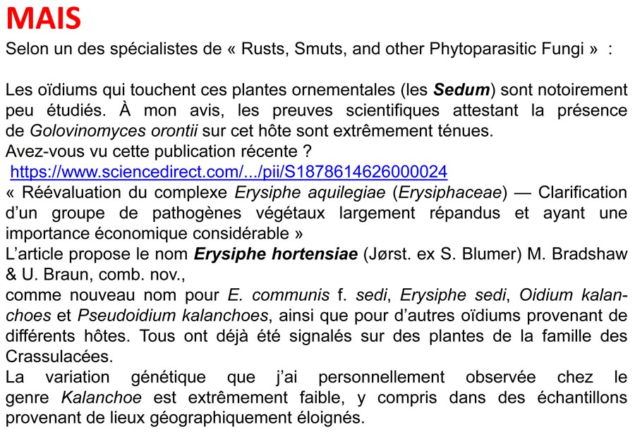 Erysiphe sedi