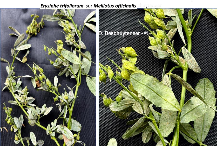 Erysiphe trifoliorum