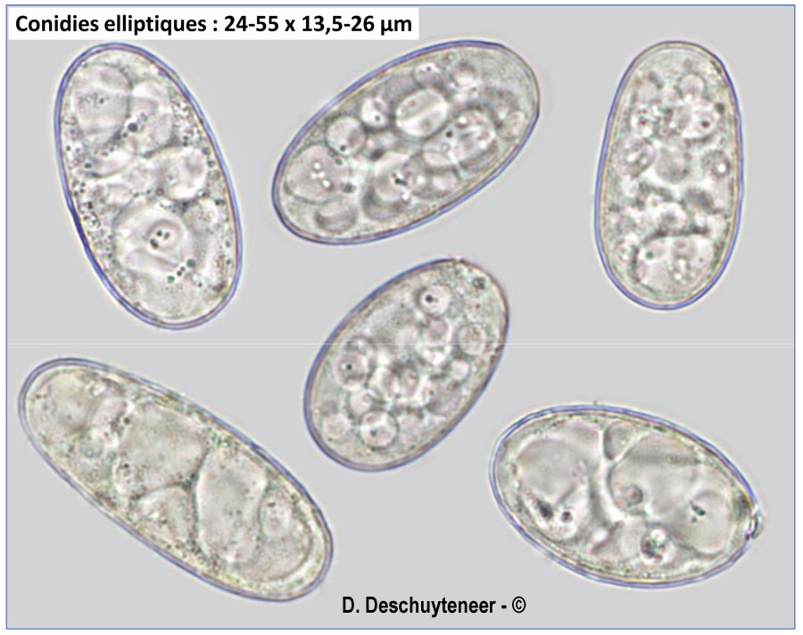 Erysiphe trifoliorum