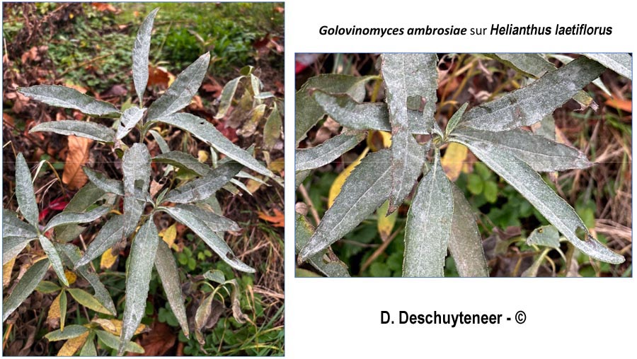 Golovinomyces ambrosiae