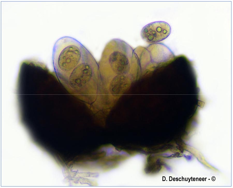 Golovinomyces ambrosiae