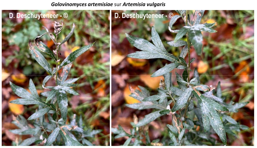 Golovinomyces artemisiae