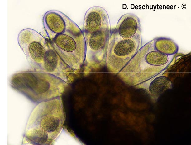 Golovinomyces artemisiae