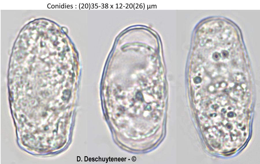 Golovinomyces artemisiae
