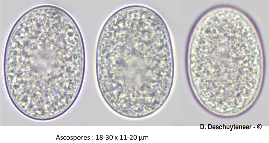 Golovinomyces artemisiae
