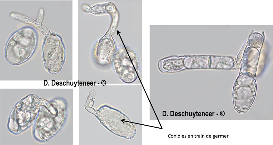 Golovinomyces asperifoliorum