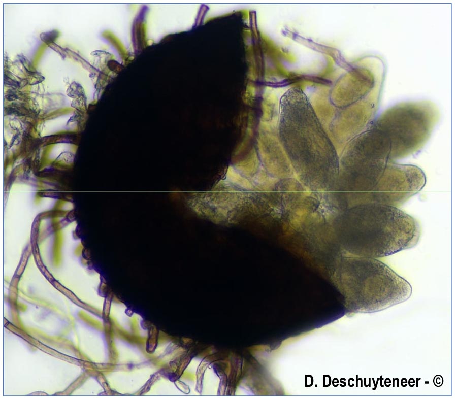 Golovinomyces asperifoliorum