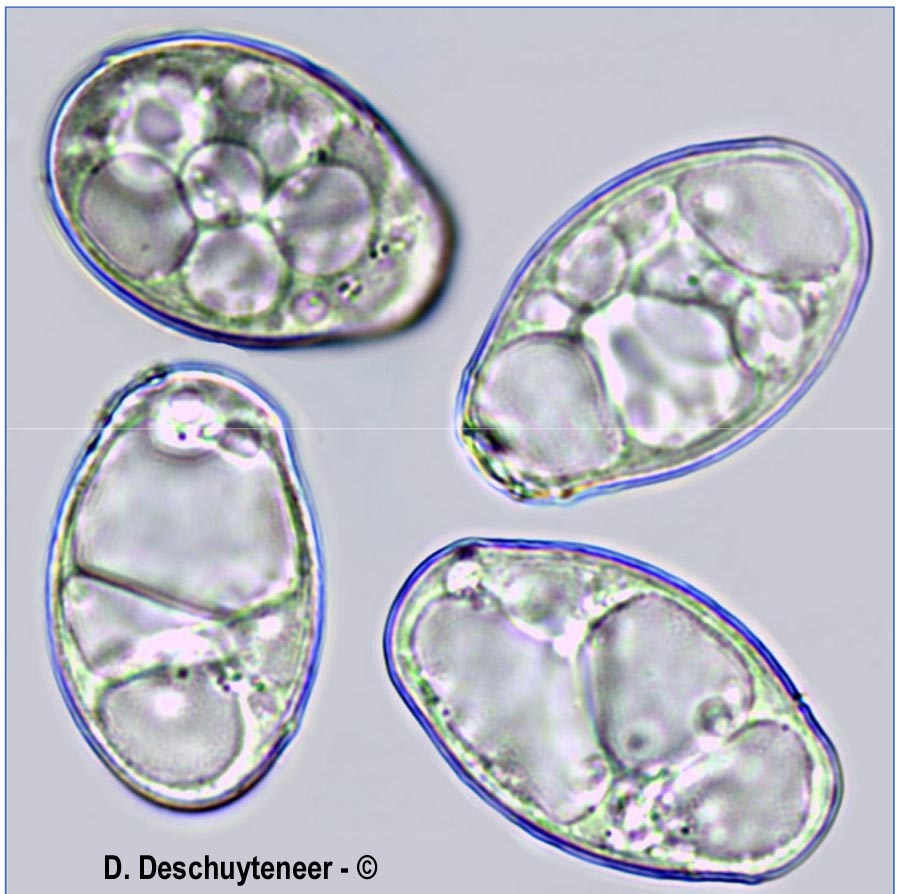 Golovinomyces asperifoliorum