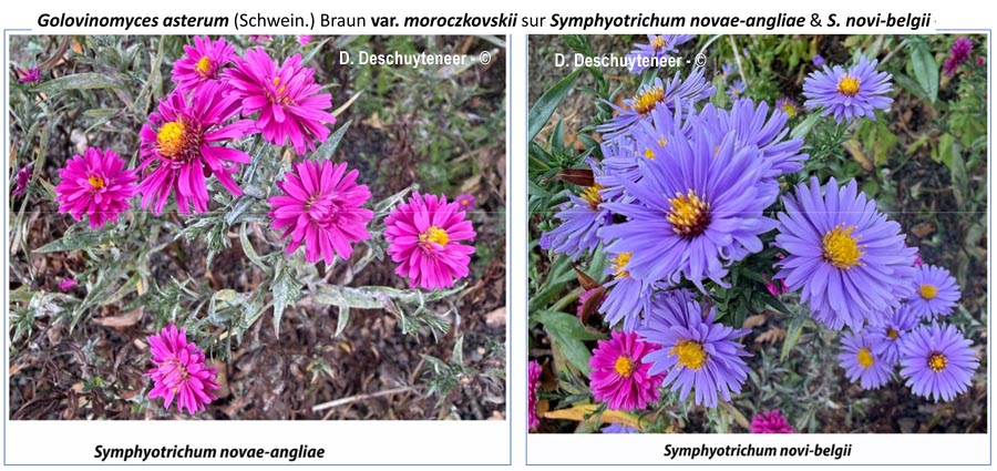 Golovinomyces asterum var. moroczkovskii