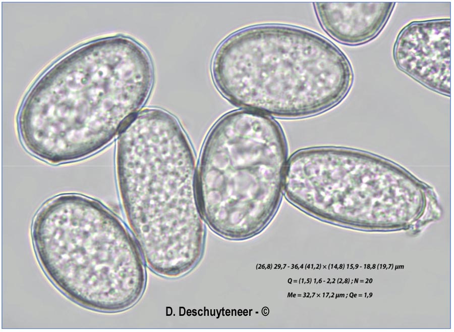 Golovinomyces asterum var. moroczkovskii