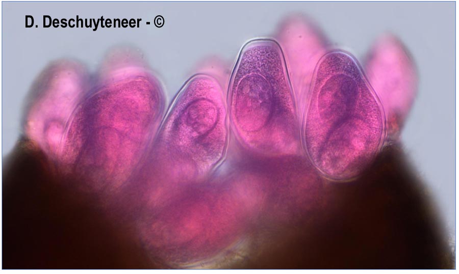 Golovinomyces asterum var. solidaginis