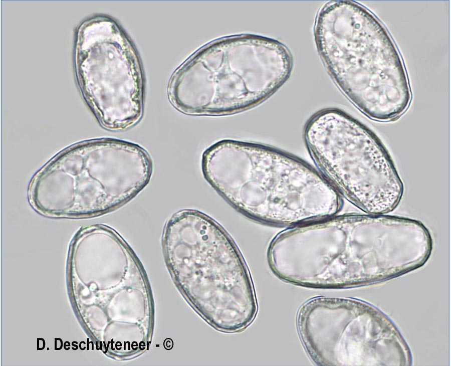 Golovinomyces asterum var. solidaginis