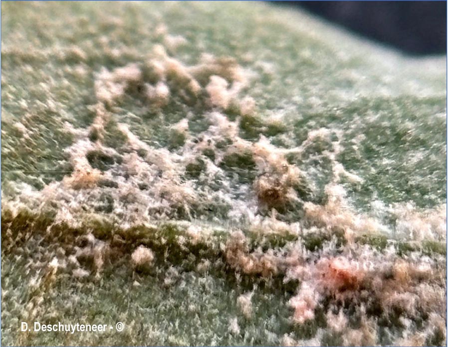 Golovinomyces asterum