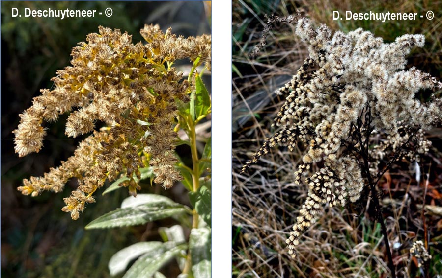 Golovinomyces asterum