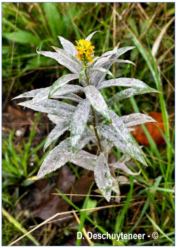 Golovinomyces asterum
