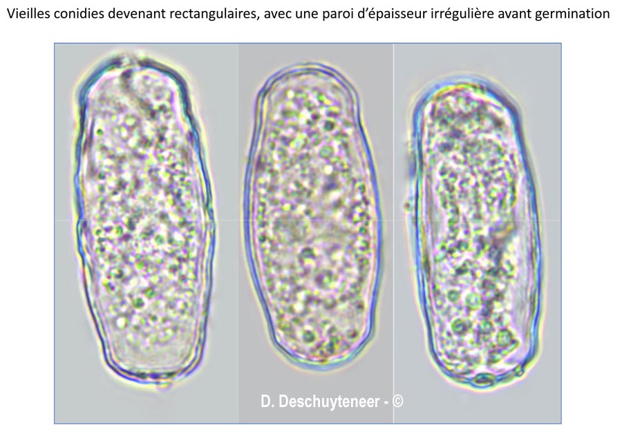 Golovinomyces asterum